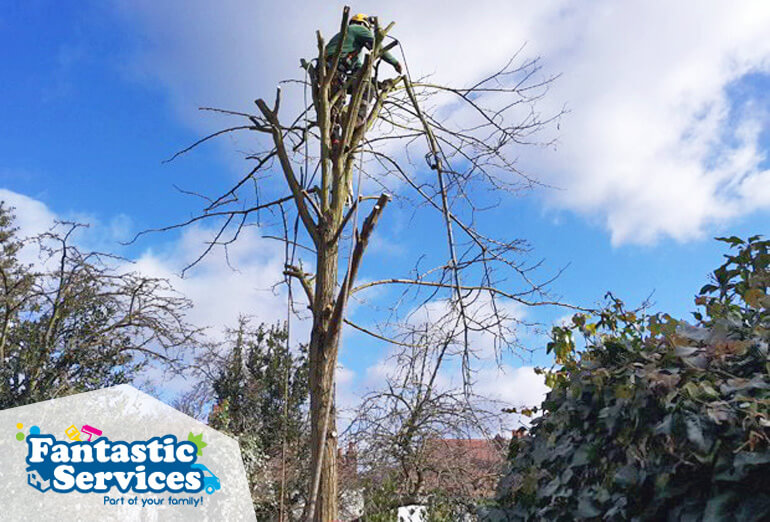 tree-surgery-1-crown-shaping-pruning