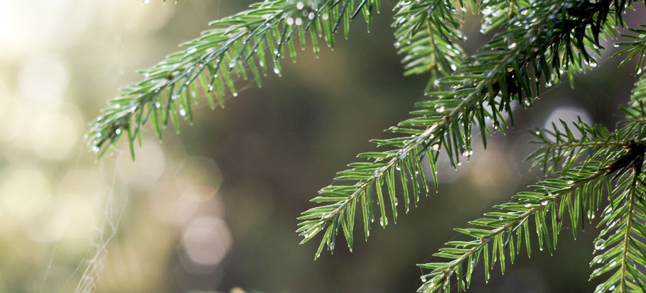 How Long Do Real Christmas Trees Last