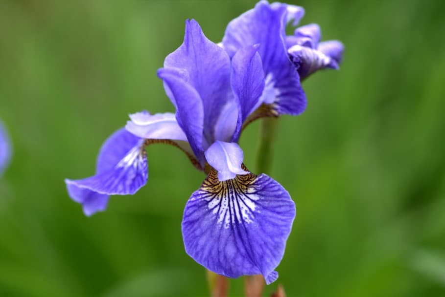Siberian Iris Robert