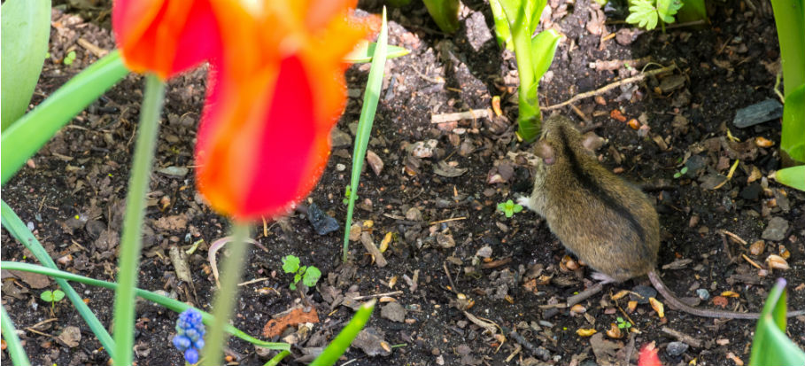 mice-and-rats-in-the-garden-how-to-rid-of-rodents-in-garden