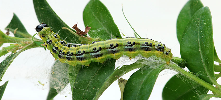 Box tree caterpillar damage
