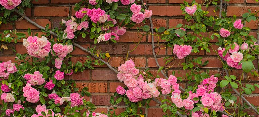climbing roses on brick wall