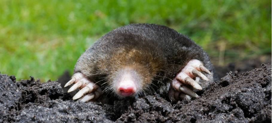 What Is Digging Holes In My Garden Fantastic Services