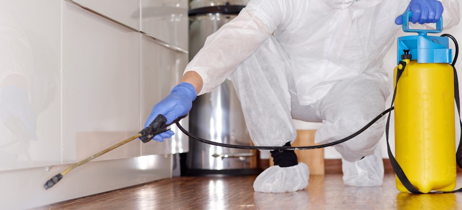 Professional pest controller in commercial kitchen