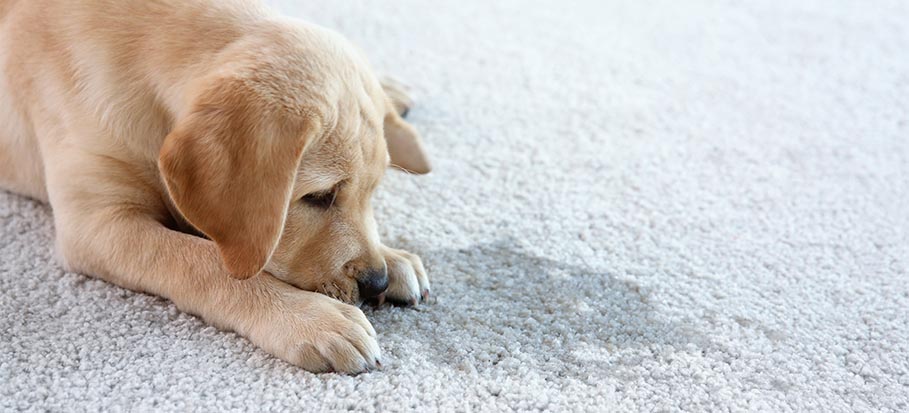 dog next to a stain on carpet